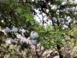 Juniperus drupacea