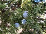 Juniperus drupacea