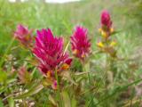Melampyrum arvense