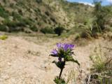 Campanula glomerata