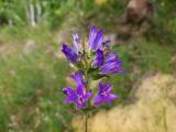 Campanula glomerata