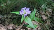 Campanula glomerata