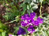 Campanula glomerata