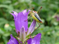 Campanula glomerata