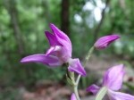 Cephalanthera rubra