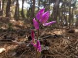 Cephalanthera rubra