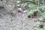 Cephalanthera rubra
