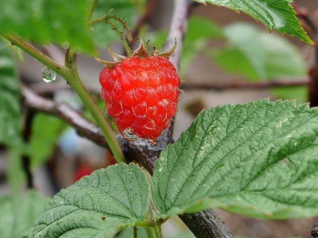 Rubus idaeus