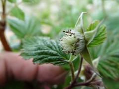 Rubus idaeus