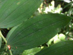 Polygonatum multiflorum