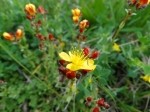 Hypericum linarioides