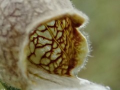 Digitalis lamarckii