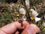 Digitalis lamarckii