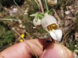 Digitalis lamarckii