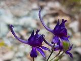 Consolida regalis