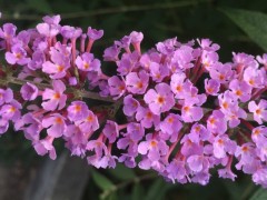 Buddleja davidii