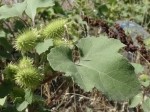 Xanthium strumarium