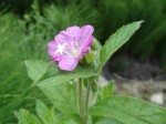 Epilobium hirsutum