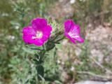 Epilobium hirsutum