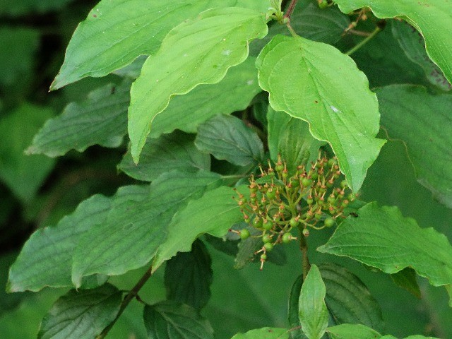 Cornus sanguinea