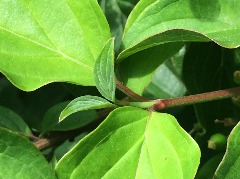 Cornus sanguinea