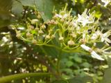 Cornus sanguinea