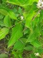 Cornus sanguinea