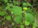 Cornus sanguinea