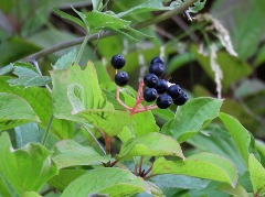 Cornus sanguinea