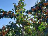 Diospyros kaki