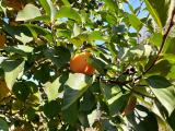 Diospyros kaki