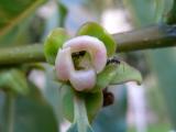 Diospyros kaki