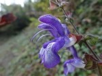 Salvia forskahlei