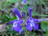 Salvia forskahlei