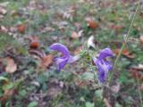 Salvia forskahlei