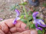 Salvia forskahlei