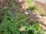 Epilobium parviflorum