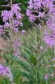 Epilobium angustifolium