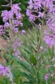 Epilobium angustifolium