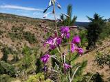 Epilobium angustifolium