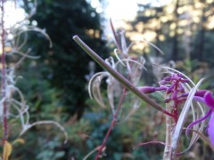 Epilobium angustifolium