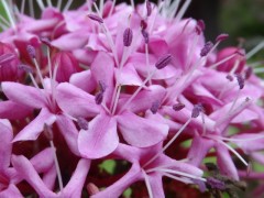 Clerodendrum bungei