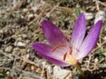 Colchicum speciosum