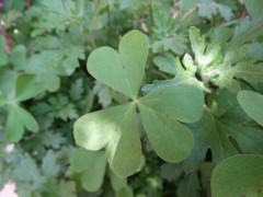 Oxalis articulata