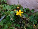 Oxalis corniculata