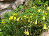 Oxalis pes-caprae