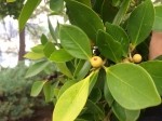 Ficus microcarpa