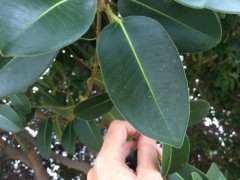 Ficus rubiginosa