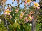 Ceiba speciosa