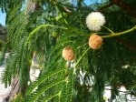 Leucaena leucocephala